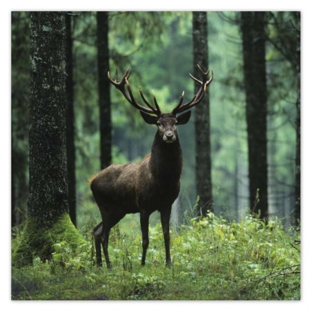 Plakat 70x70 Jeleń w środku lasu