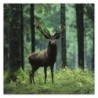 Plakat 70x70 Jeleń w środku lasu
