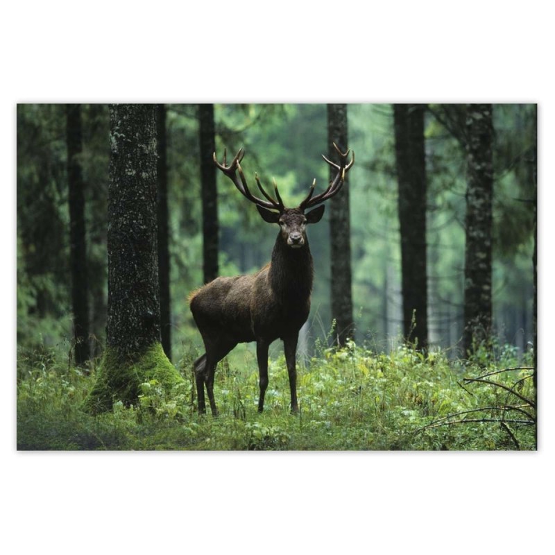 Plakat 120x80 Jeleń w środku lasu