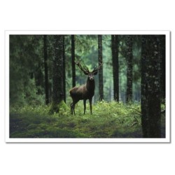 Plakat w ramie 60x40 Jeleń...