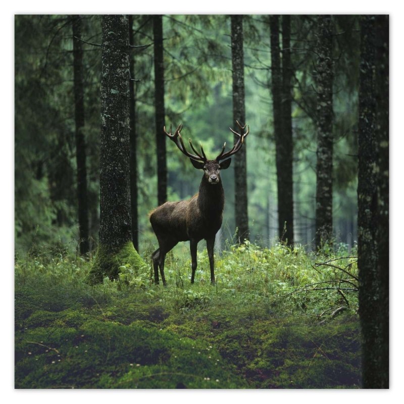Plakat 70x70 Jeleń w środku lasu