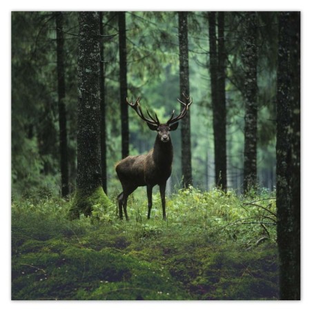 Plakat 70x70 Jeleń w środku lasu